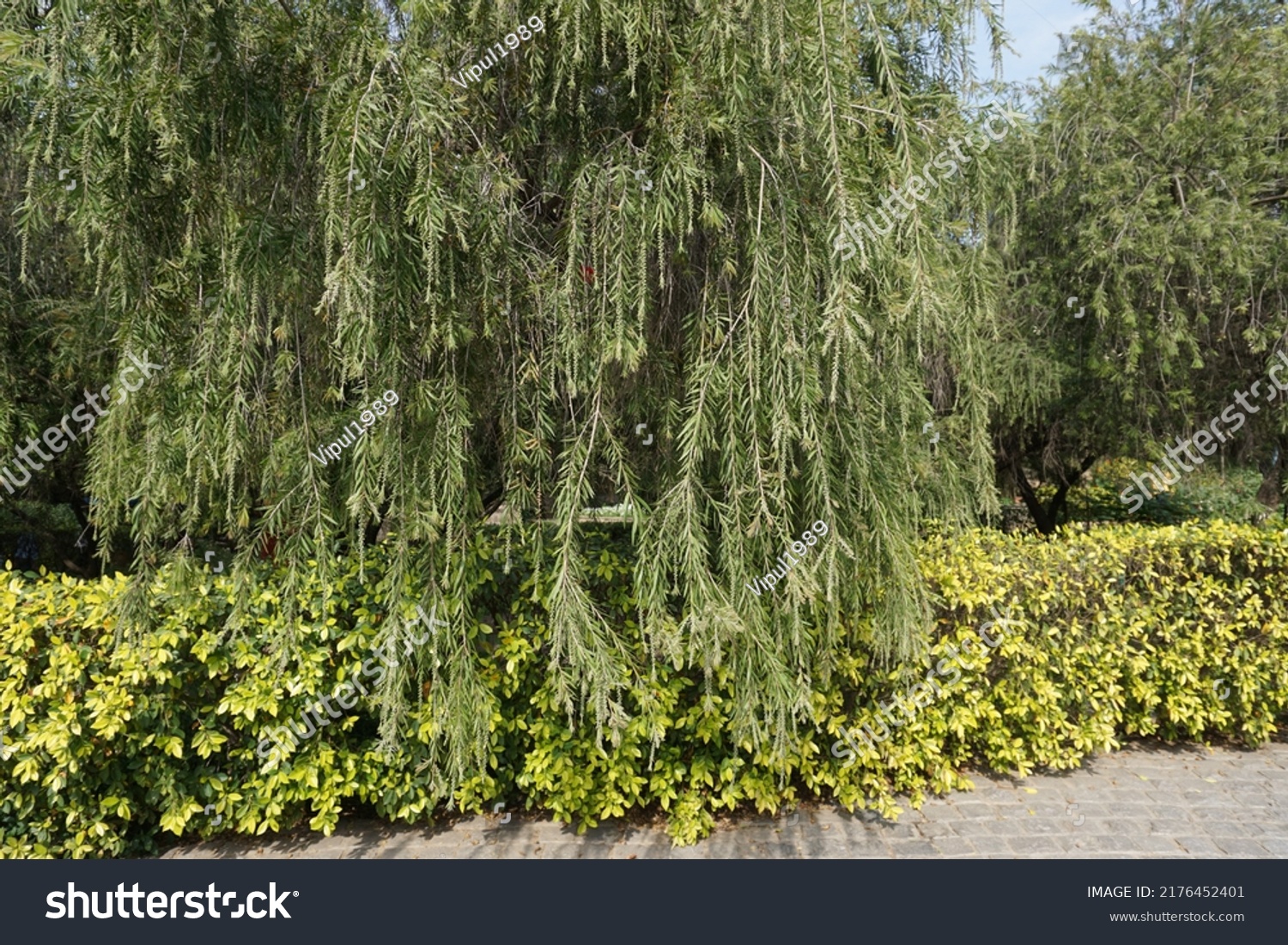 Scientific Name Melaleuca Rugulosa Callistemon Rugulosus Stock Photo