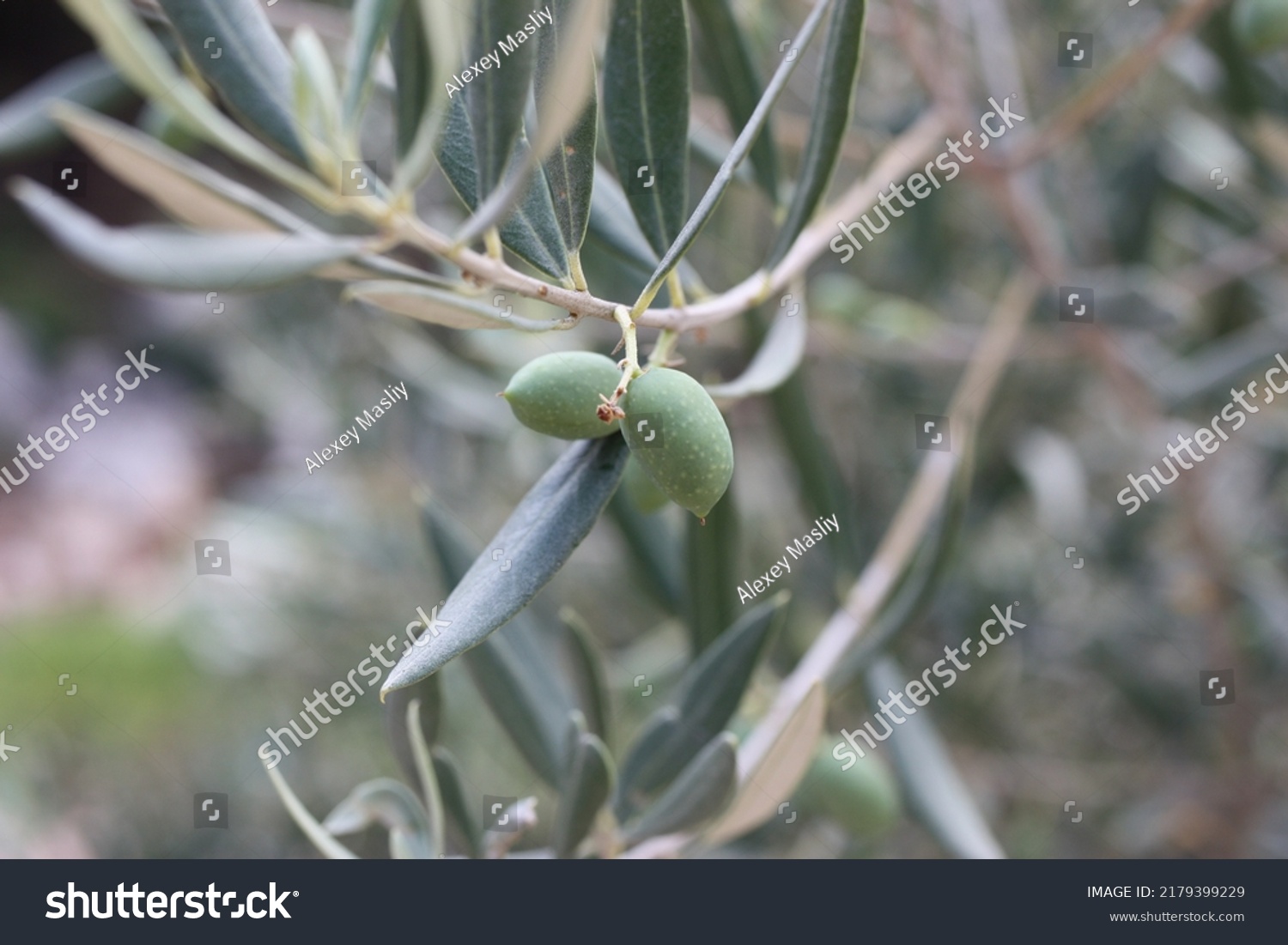 European Olive Common Olive Olea Europaea Stock Photo