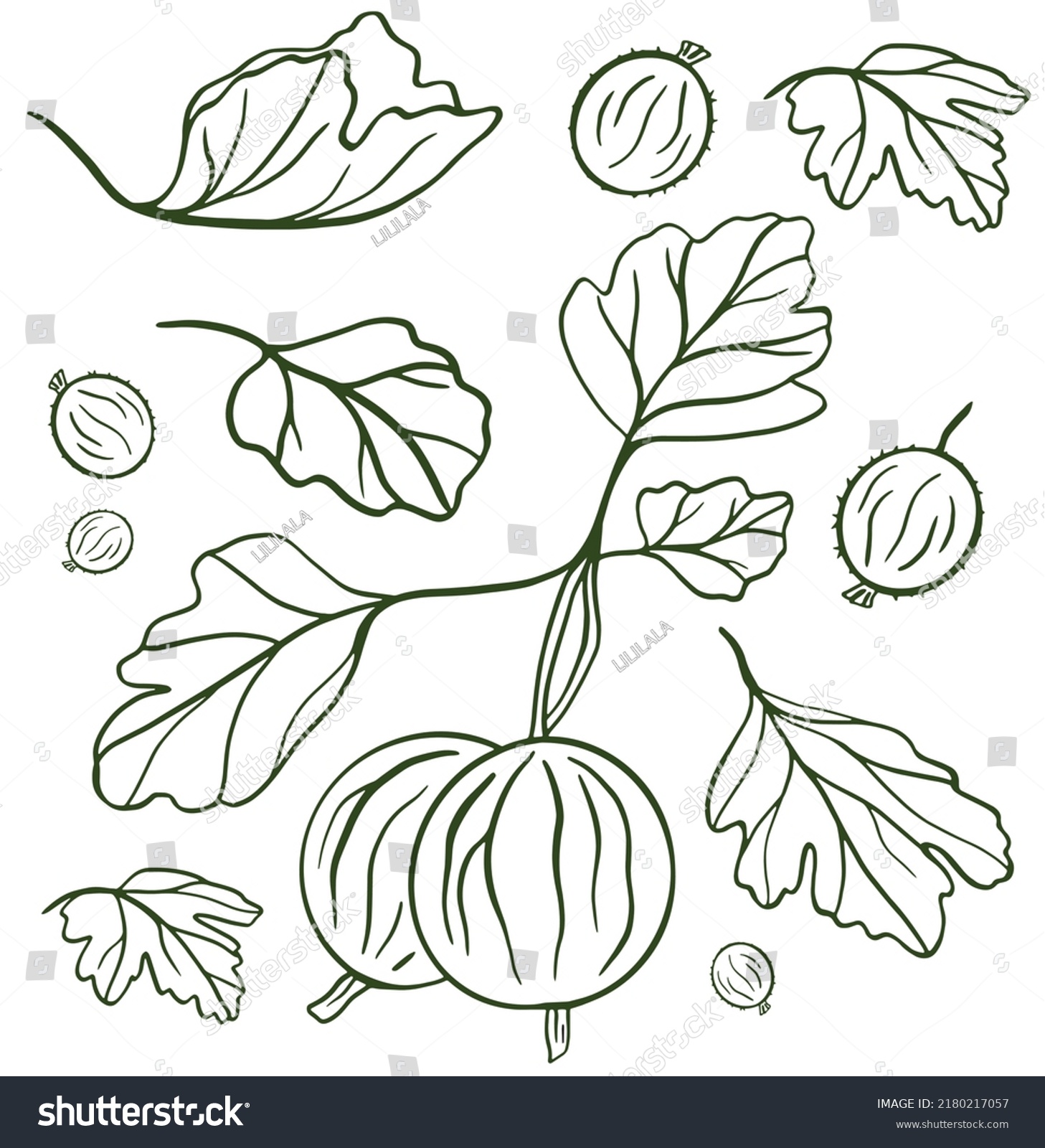 Gooseberry Hand Drawn Vector Illustration Sketch Stock Vector Royalty