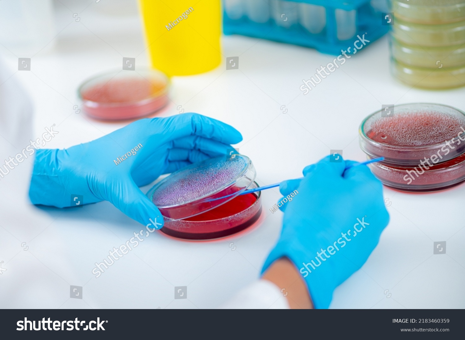 Microbiology Laboratory Work Hands Microbiologist Working Stock Photo