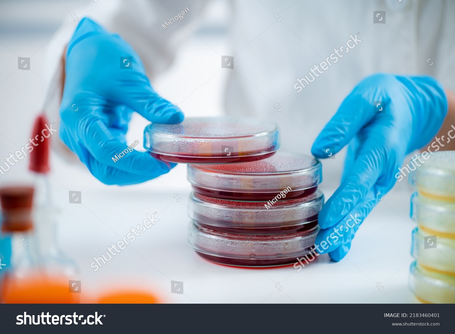 Microbiology Lab Hands Microbiologist Working Bacteria Stock Photo