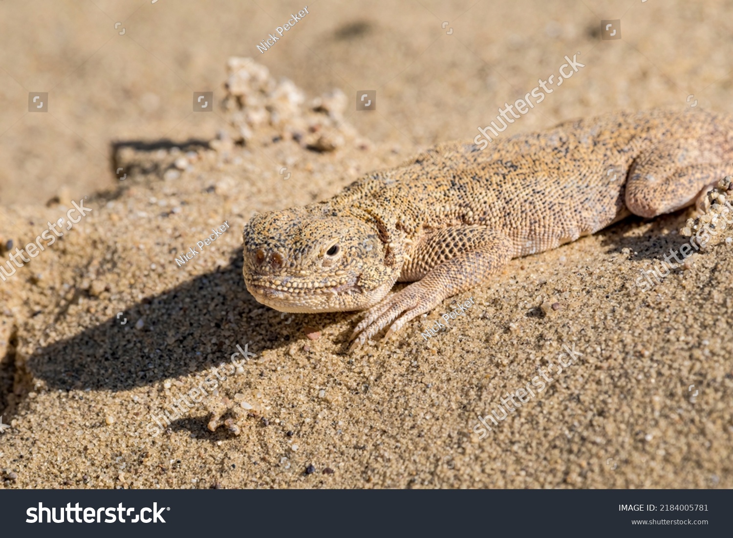 Secret Toadhead Agama Phrynocephalus Mystaceus On Stock Photo