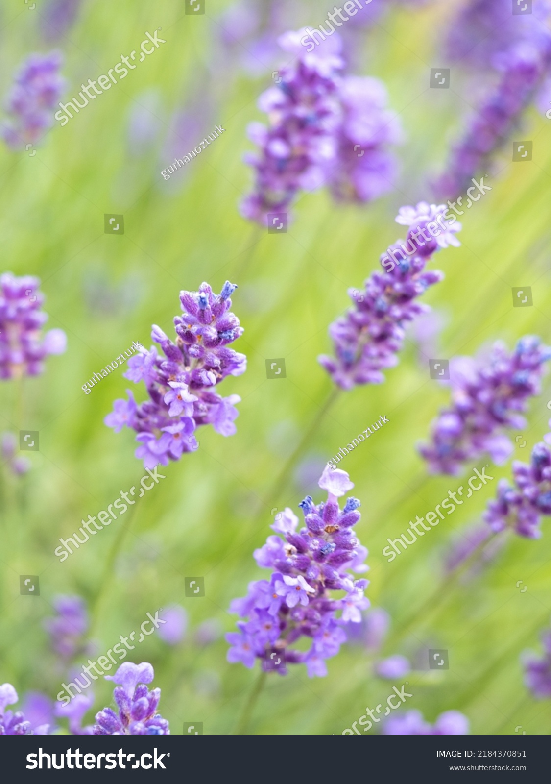 Echter Lavendel Lavandula Angustifolia Lavendelfelder Frankreich Stock