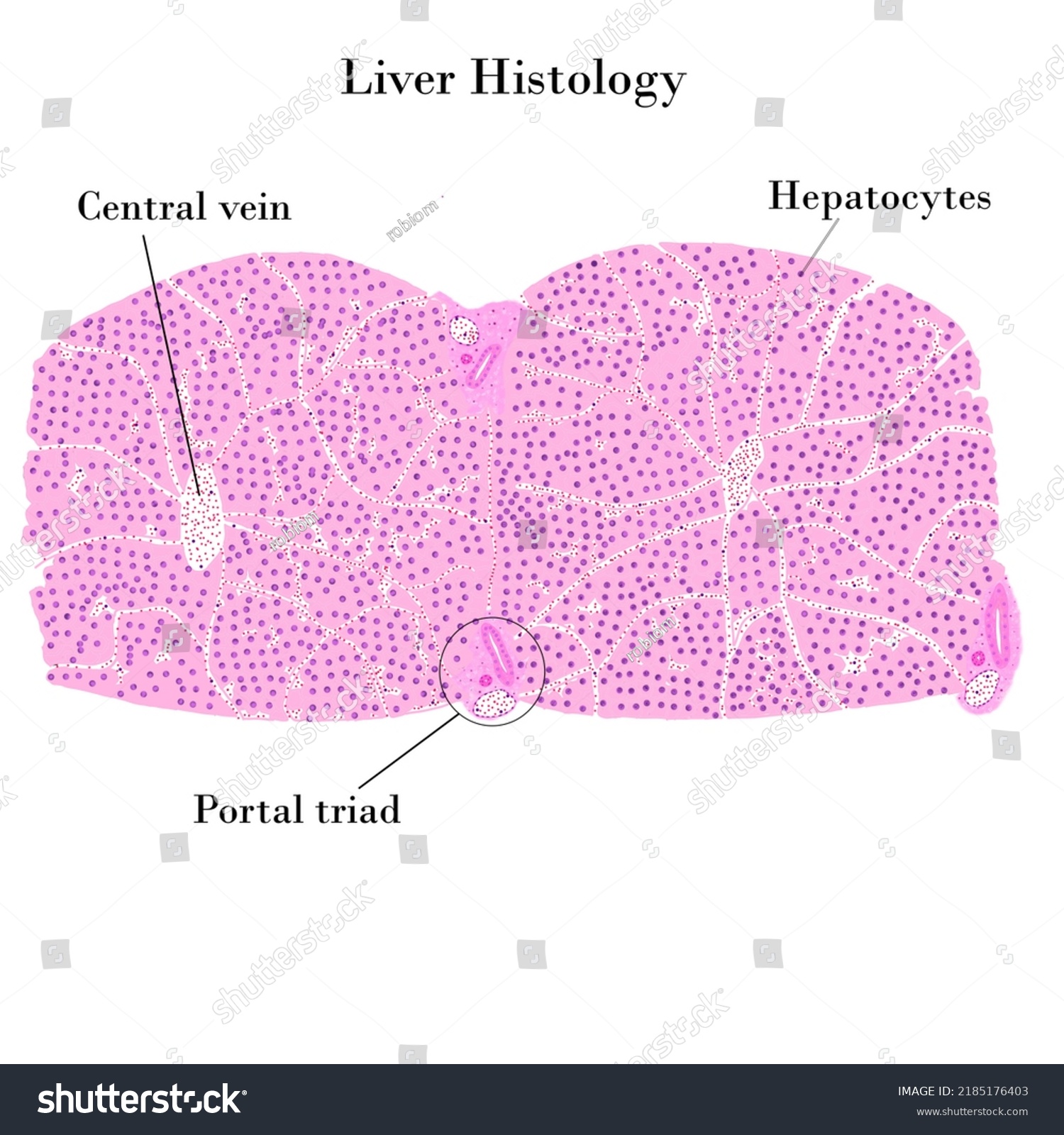 Portal Triad Histology Labeled The Best Porn Website