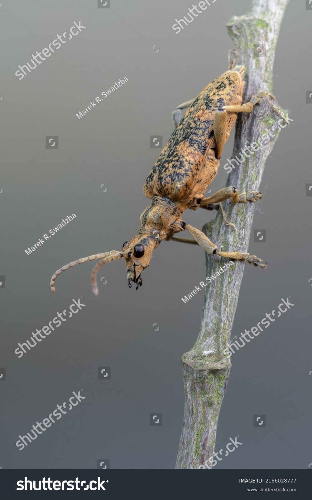 Longhorn Beetle Rhagium Sycophanta Stock Photo 2186028777 Shutterstock