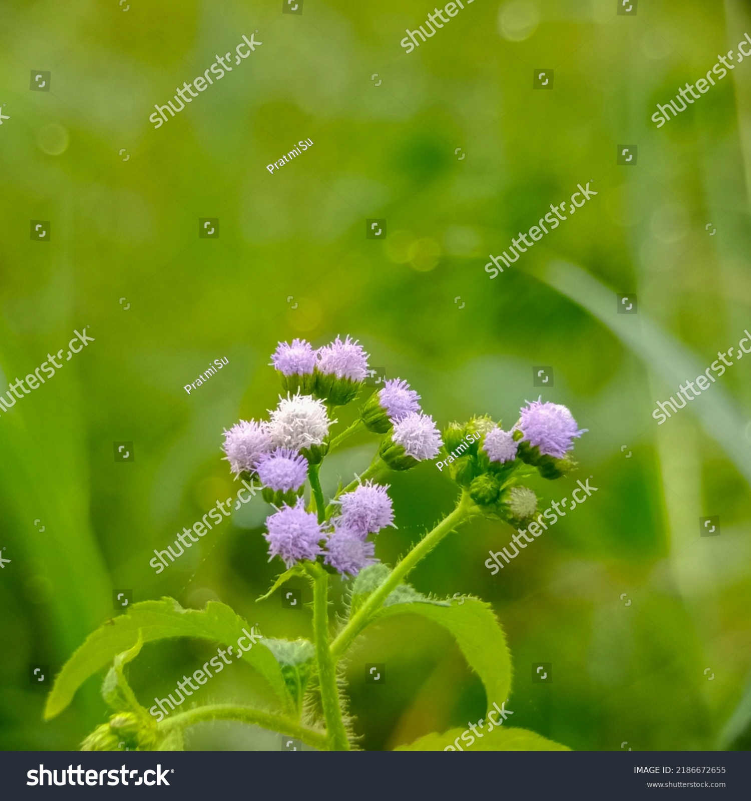 Ageratum Conyzoides Indonesia Called Bandotan Wedusan Stock Photo