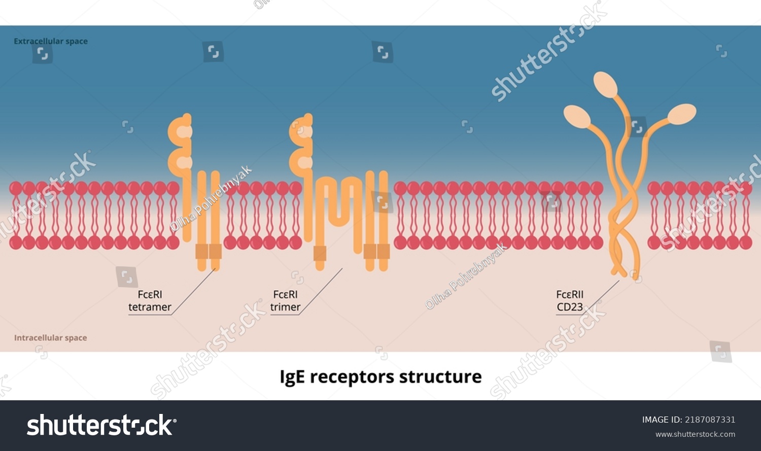 Ige Receptors Structure Two Basic Receptors Stock Vector Royalty Free