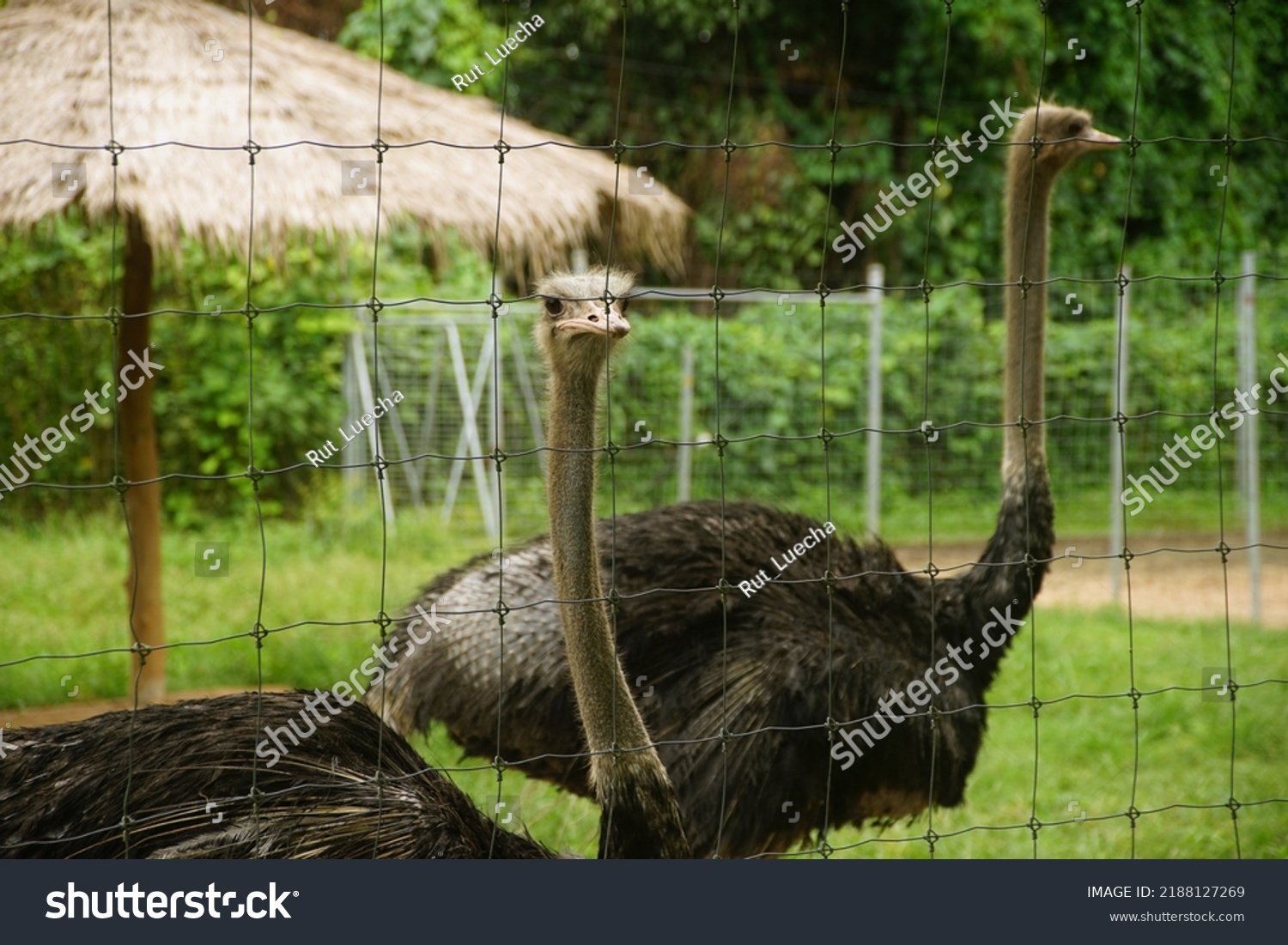 Ostriches Standing Cage On Morning Local Stock Photo