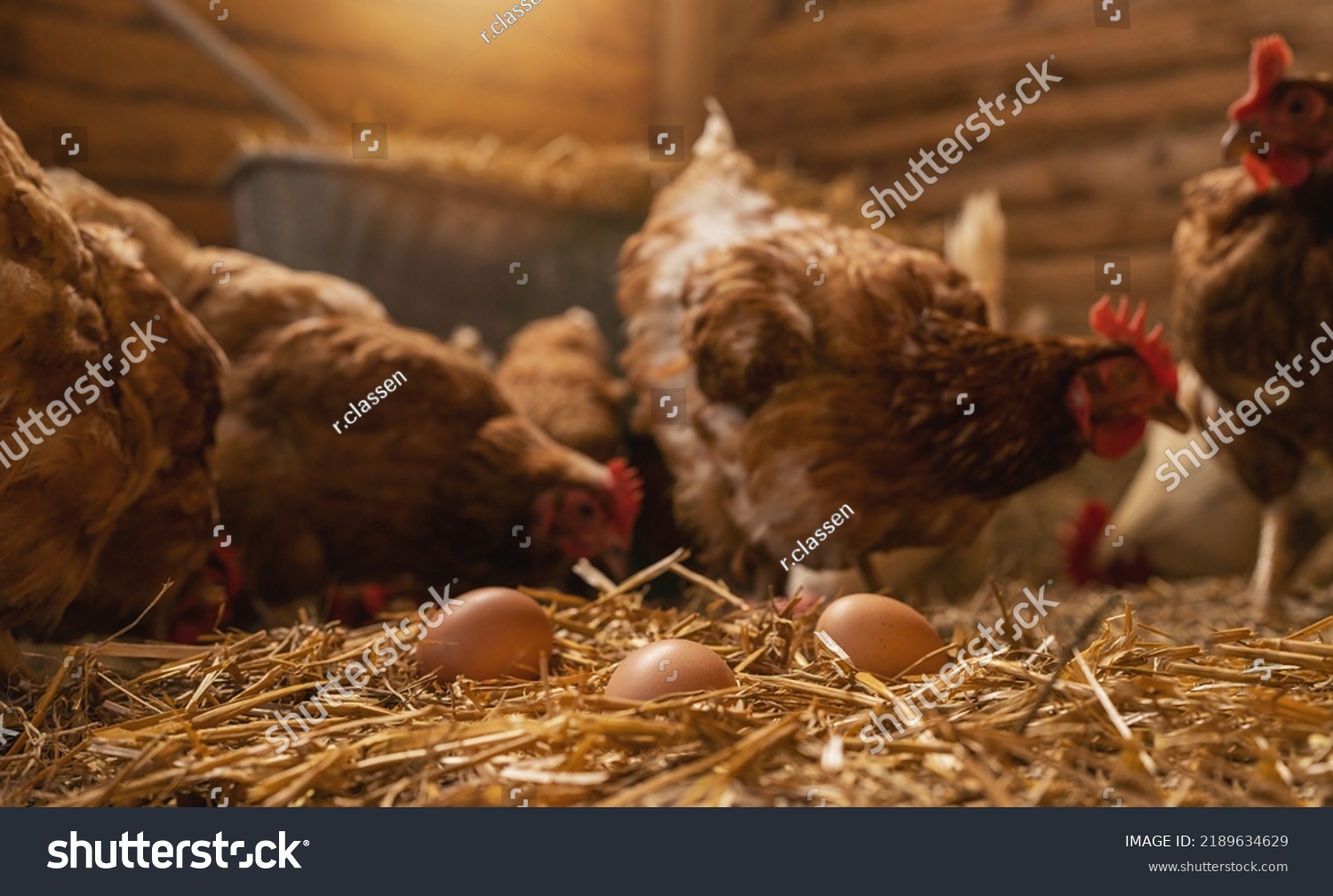 Hen Lays Eggs Chicken Coop Group Stock Photo Shutterstock