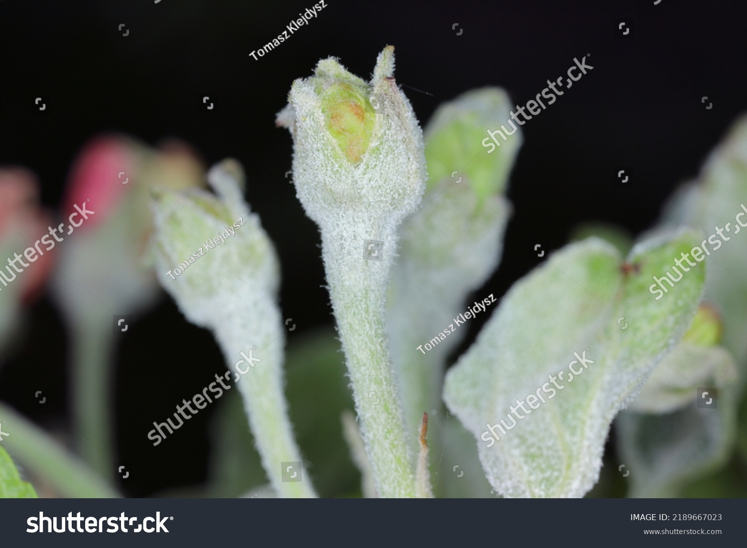 Powdery Mildew Podosphaera Leucotricha Primary Infection Stock Photo