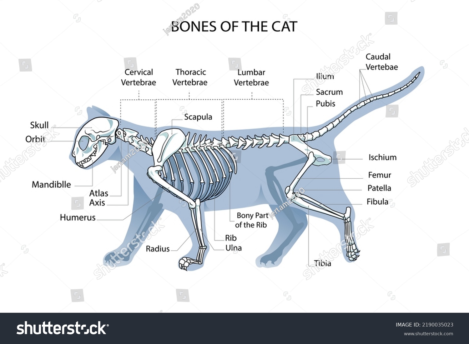 Cat Skeleton Veterinary Vector Illustration Cat Stock Vector Royalty