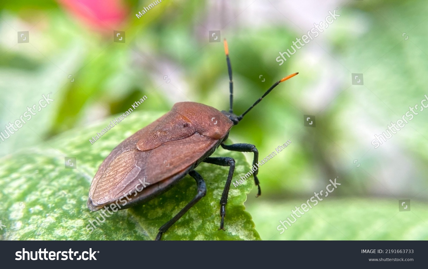 Stinkbugs Infraorder Pentatomomorpha Group Important Plant Stock Photo