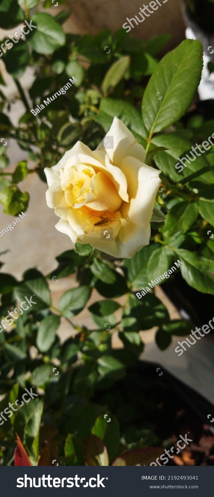 Natural Rose Flower Hd Images Stock Photo Shutterstock