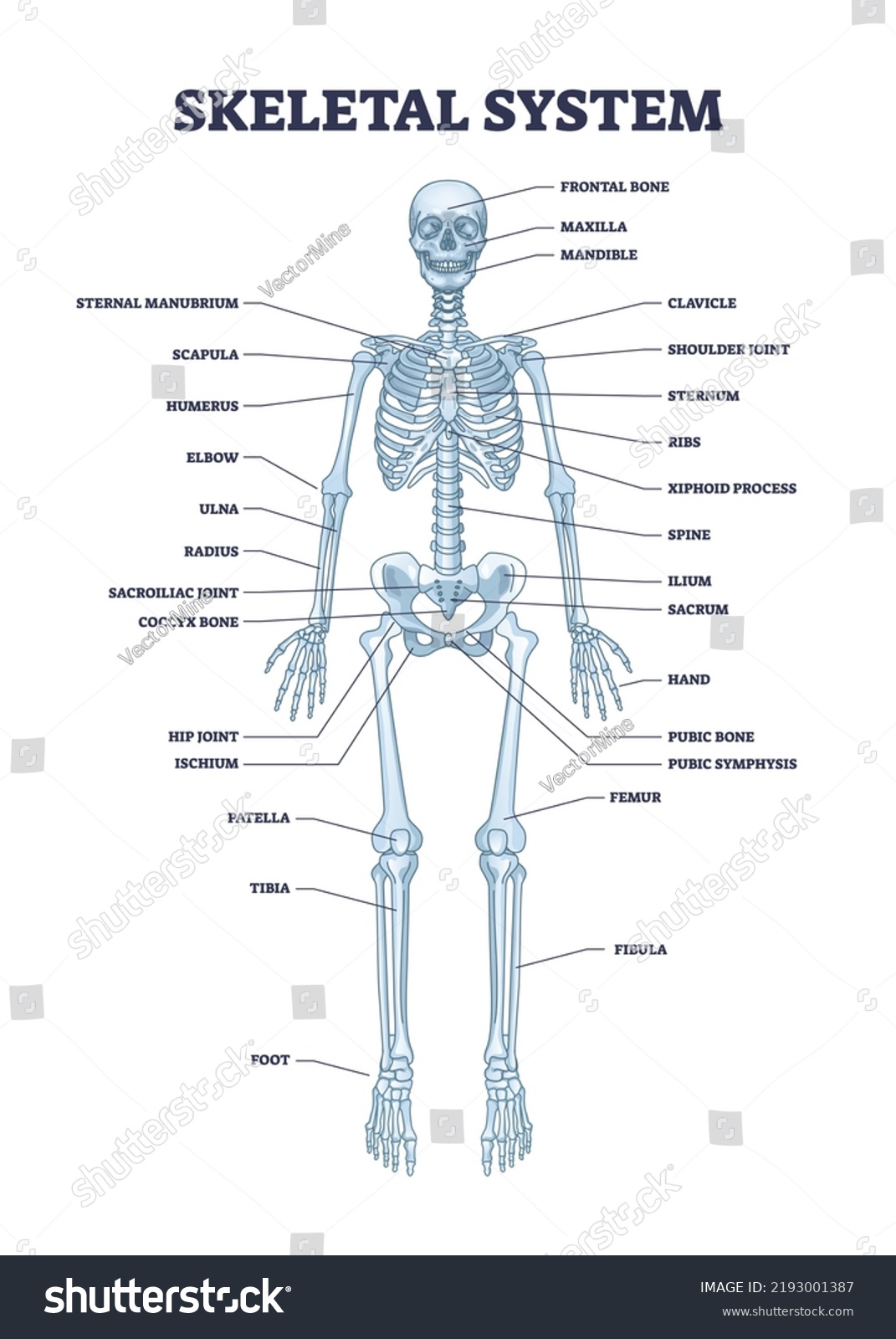 Skeletal System Body Skeleton Structure Anatomy Stock Vector Royalty Free