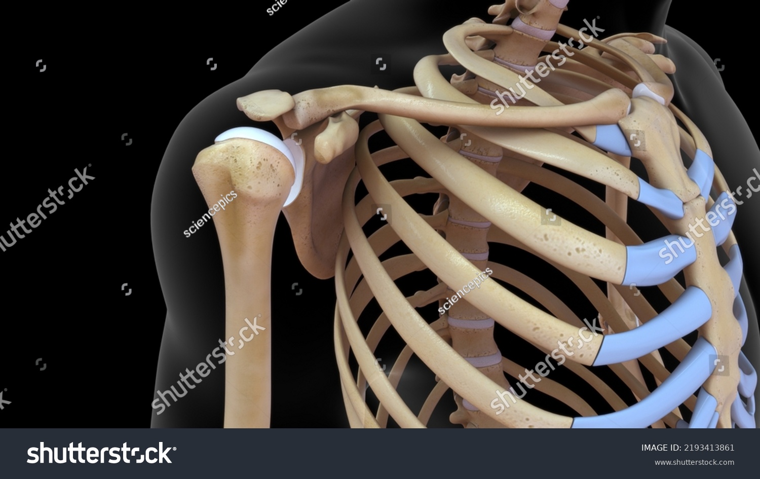 Human Skeleton Scapula Ribs Bone Anatomy Stock Illustration 2193413861