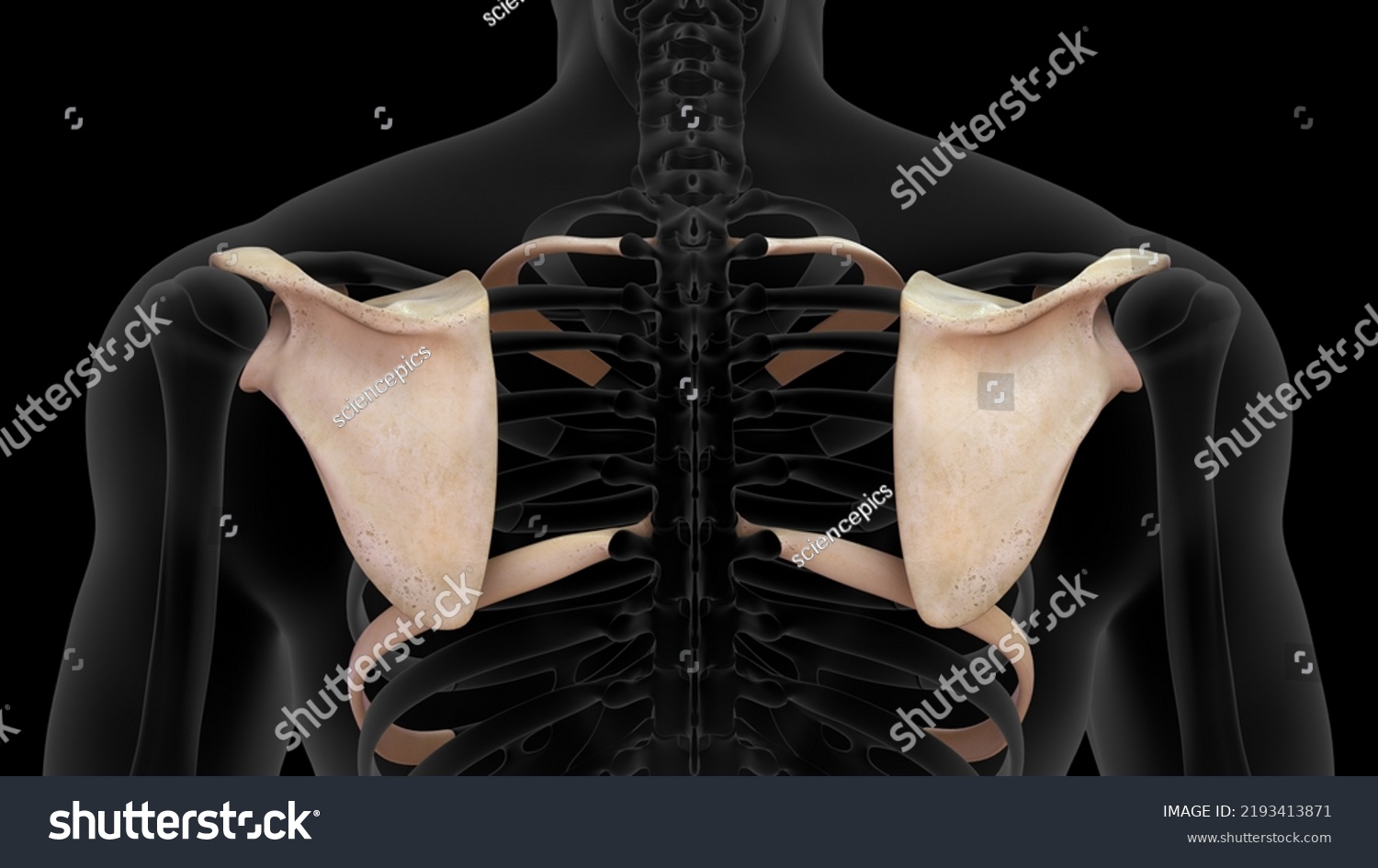 Human Skeleton Scapula Ribs Bone Anatomy Stock Illustration 2193413871