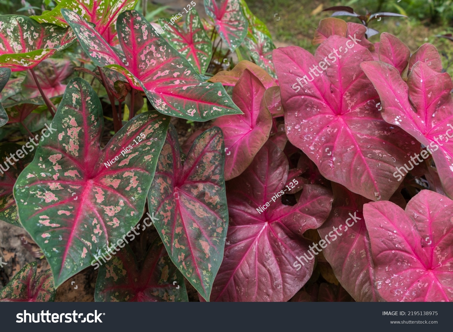 Tropical Ornamental Plants Caladium Elephant Ear Stock Photo 2195138975