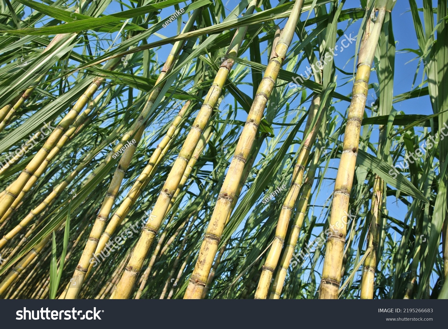 Sugarcane Planted Produce Sugar Food Food Stock Photo