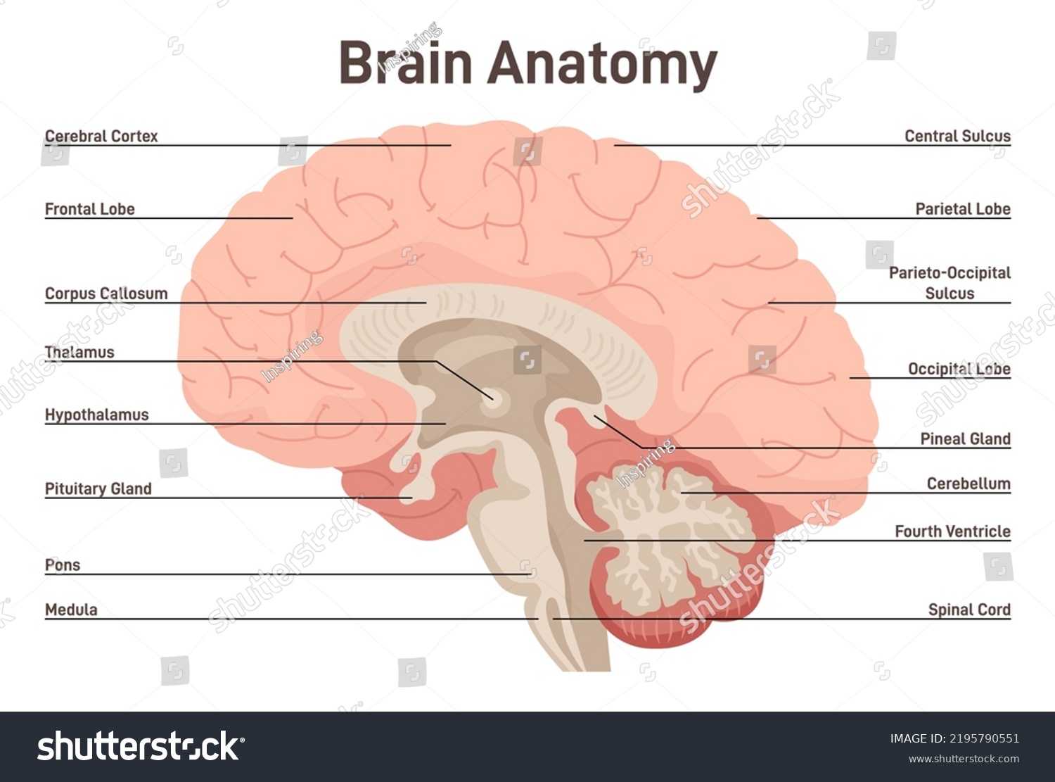 Human Brain Anatomy Cross Section Structure Stock Vector Royalty Free