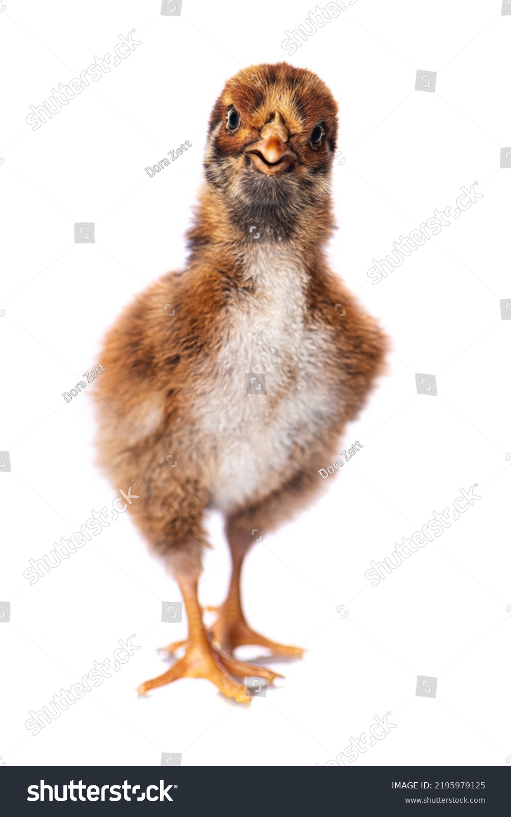 Cute Chicken Isolated On White Background Stock Photo 2195979125