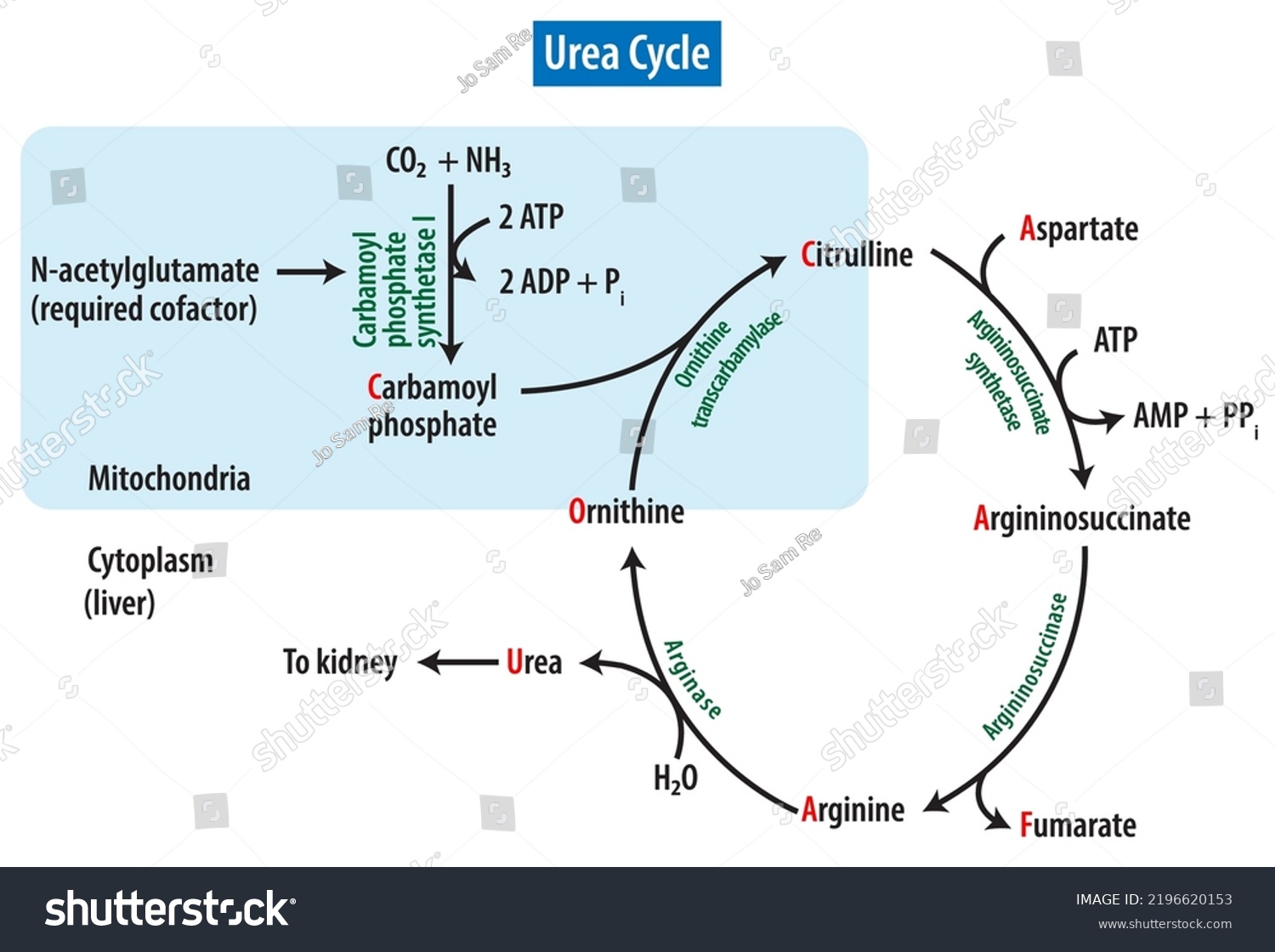 Structure Urea Cycle Ornithine Cycle Stock Vector Royalty Free