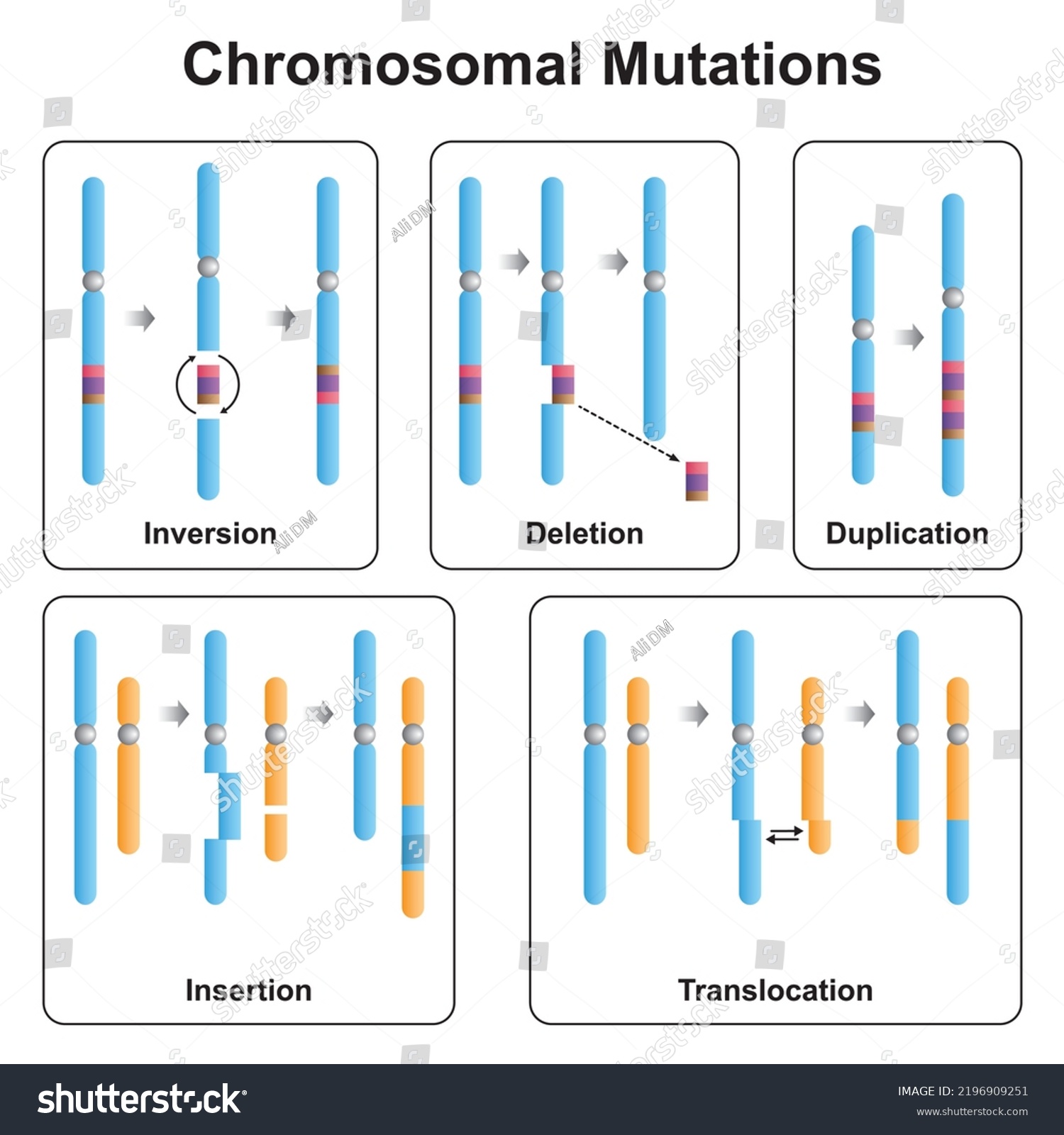 Scientific Designing Chromosomal Mutations Types Inversion Stock Vector