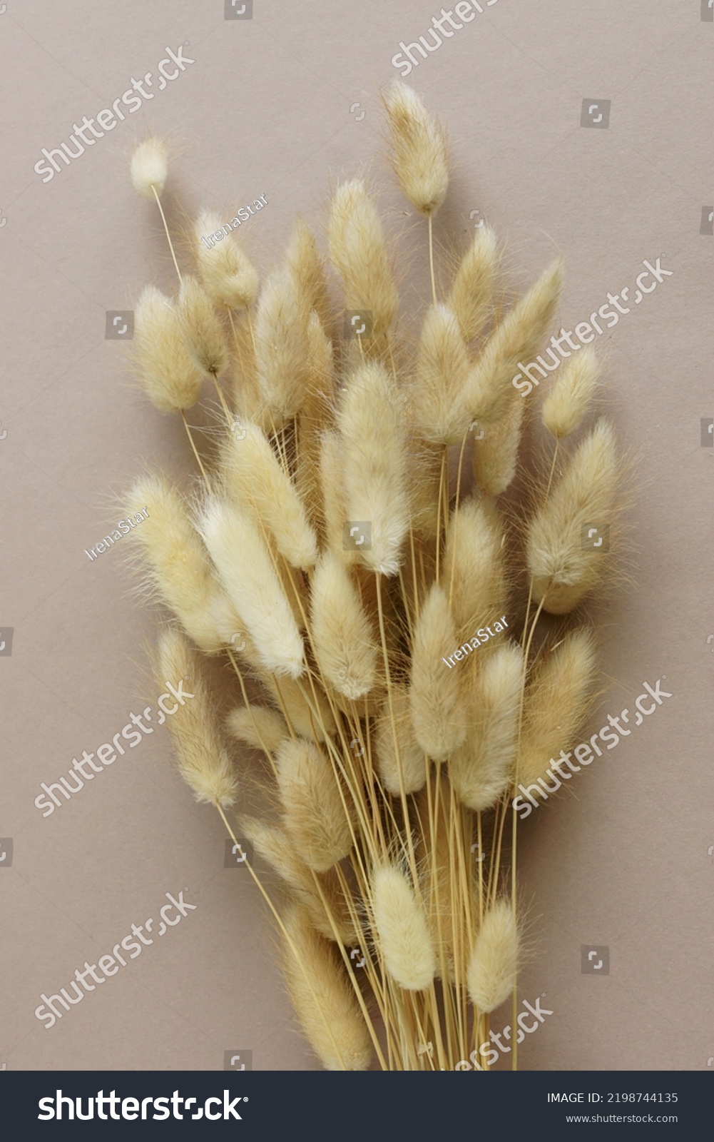 Dry Fluffy Bunny Tails Grass Lagurus Stock Photo Shutterstock