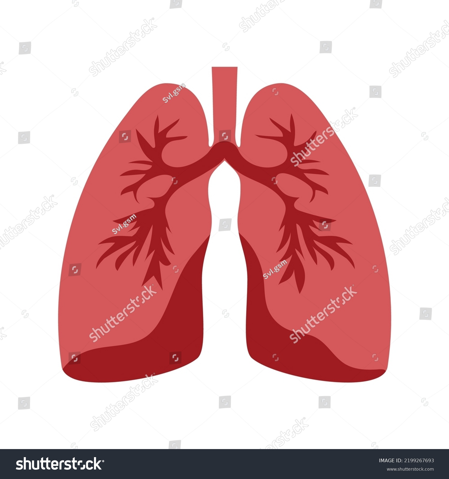 Lung Anatomy Human Organ Human Respiratory Stock Vector Royalty Free