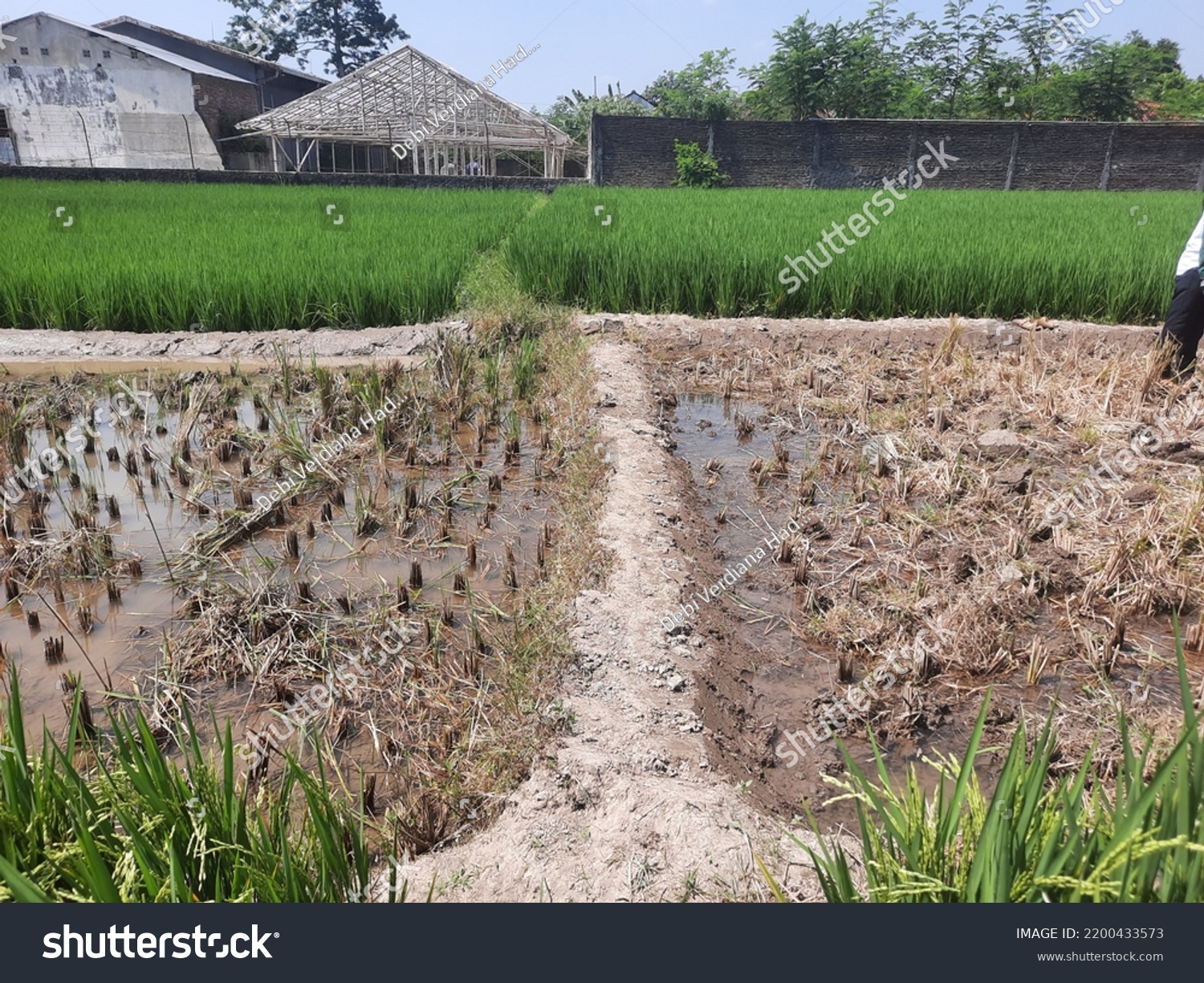 Appearance Rice Fields After Harvesting Addition Stock Photo 2200433573