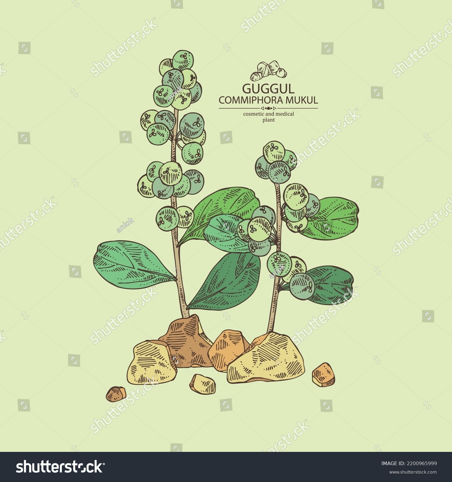 Background Guggul Guggul Plant Leaves Berries Stock Vector Royalty