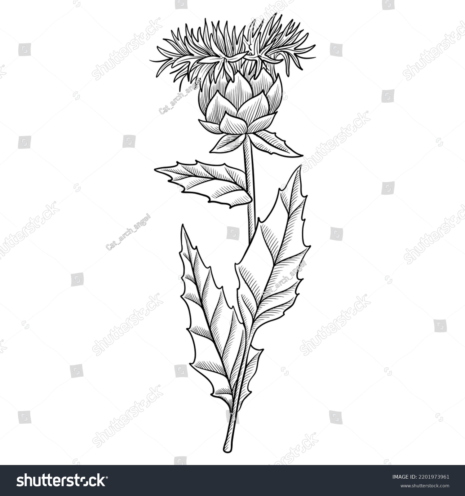 Vector Drawing Flower Safflower Carthamus Tinctorius Stock Vector