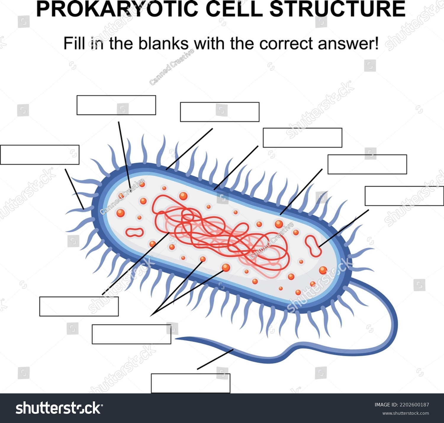 Prokaryotic Cell Structure Diagram Cross Section Stock Vector Royalty