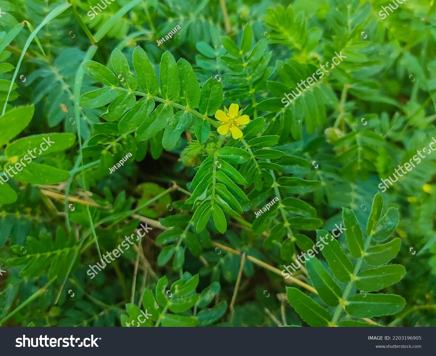 Chota Gokharu Chota Gokhru Devils Thorn Stock Photo