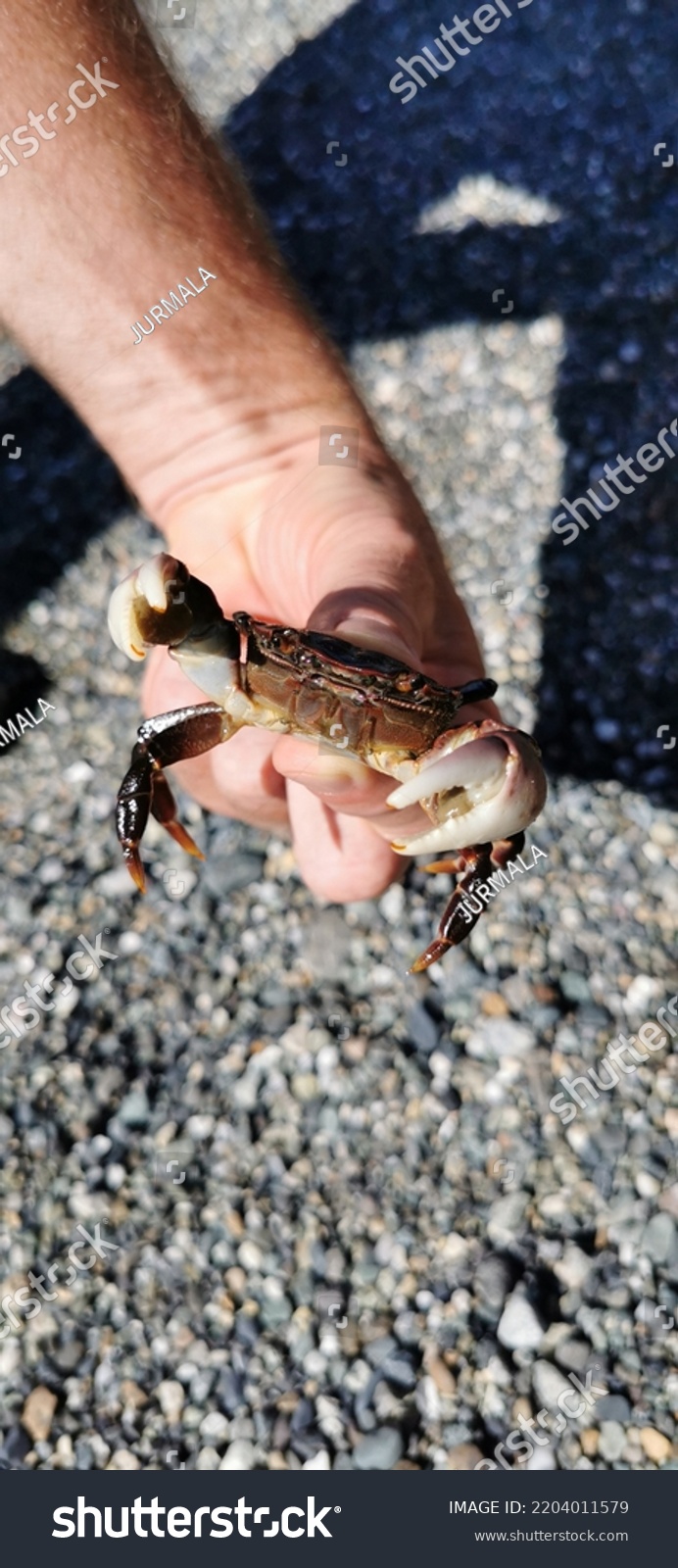 Human Hand Holding Purple Naked Shore Stock Photo Shutterstock