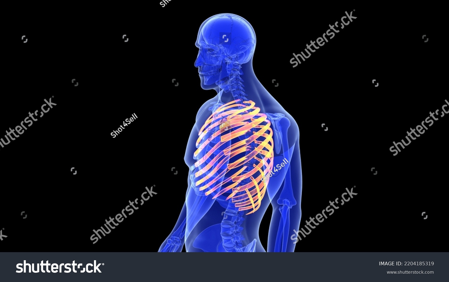 Human Rib Bones Anatomy 3d Illustration Stock Illustration 2204185319