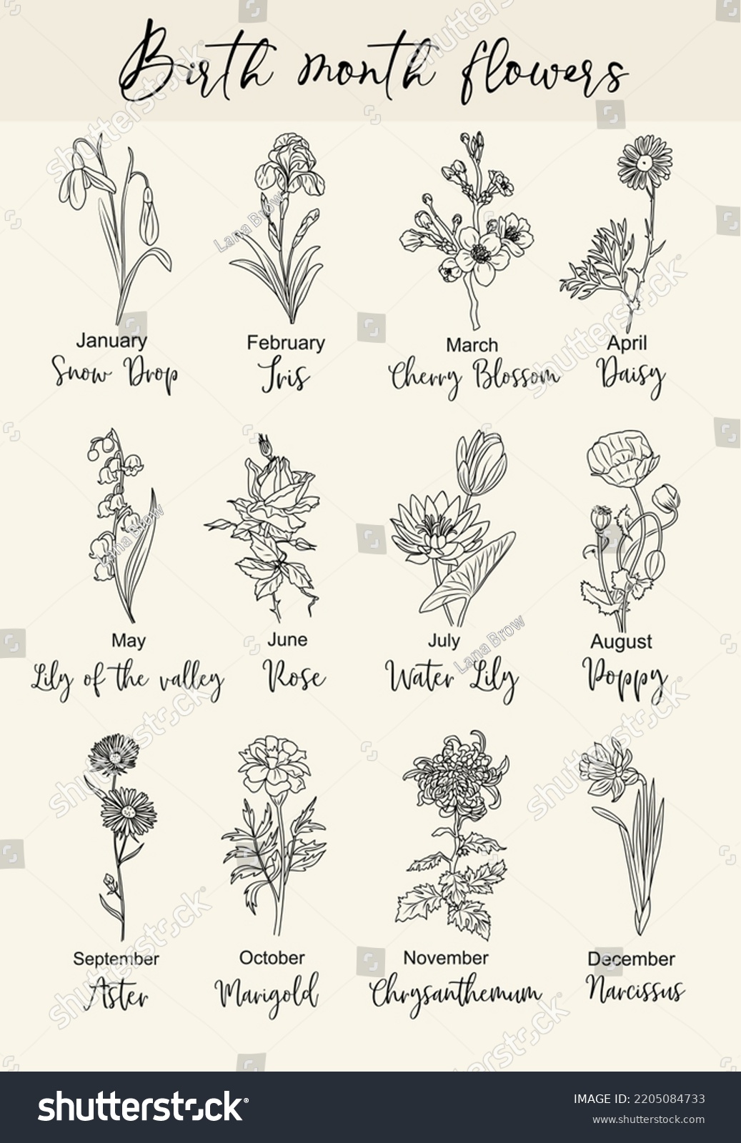 Set Birth Month Flowers Line Art Stock Vector Royalty Free