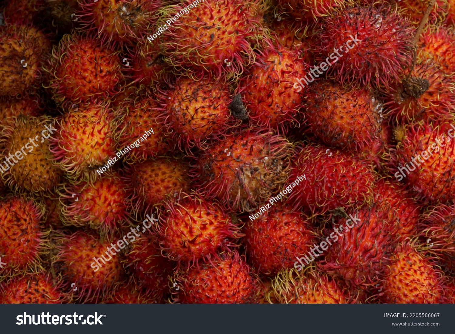 Rambutan Binjai Rambutan Fruit That Grows Stock Photo 2205586067