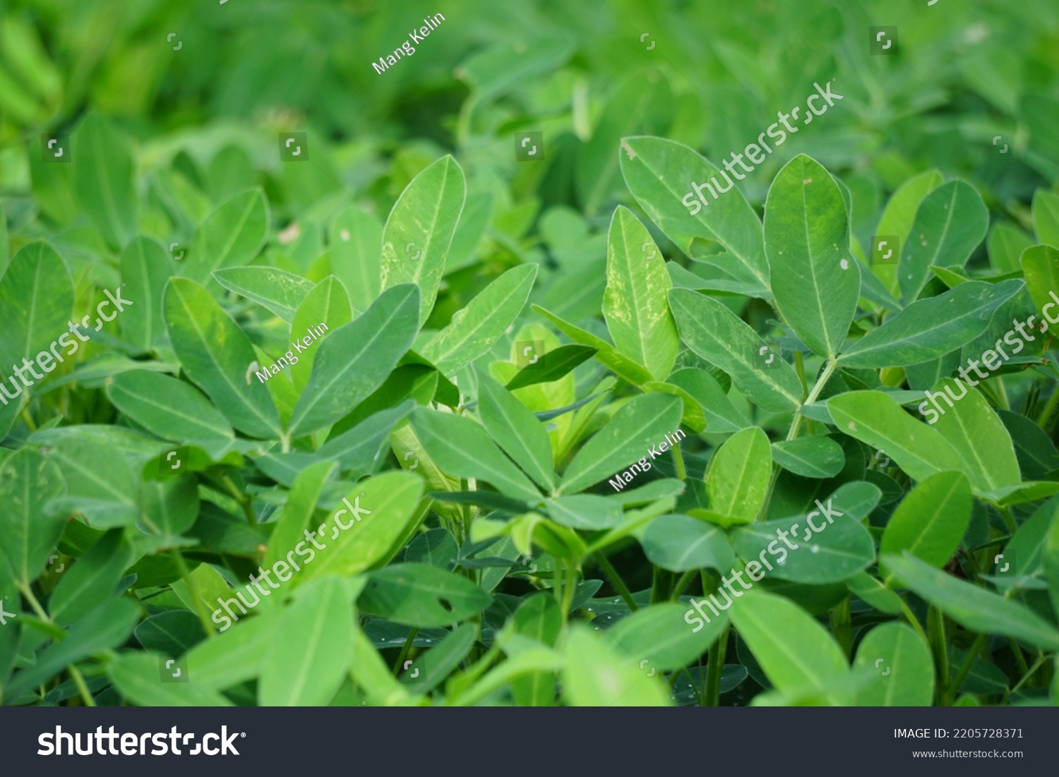 Arachis Hypogaea L Called Kacang Tanah Stock Photo