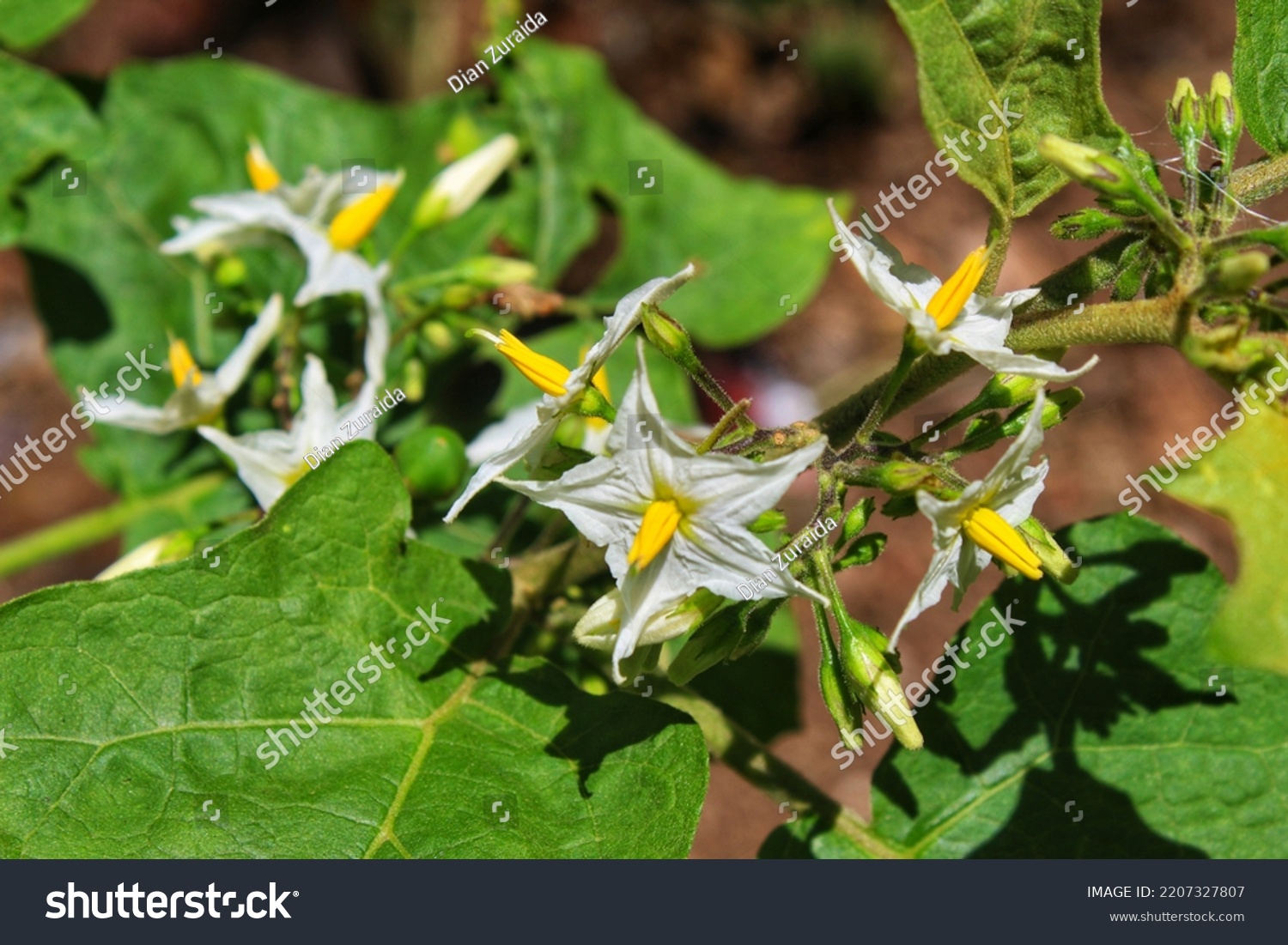 Takokak Terung Pipit Plant Eggplant Tribe Stock Photo 2207327807