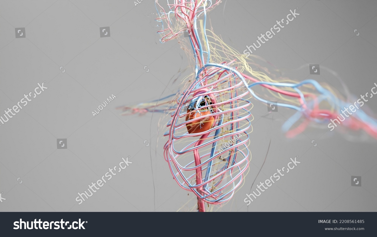 Human Arterial Venous Circulatory System Medically Stock Illustration