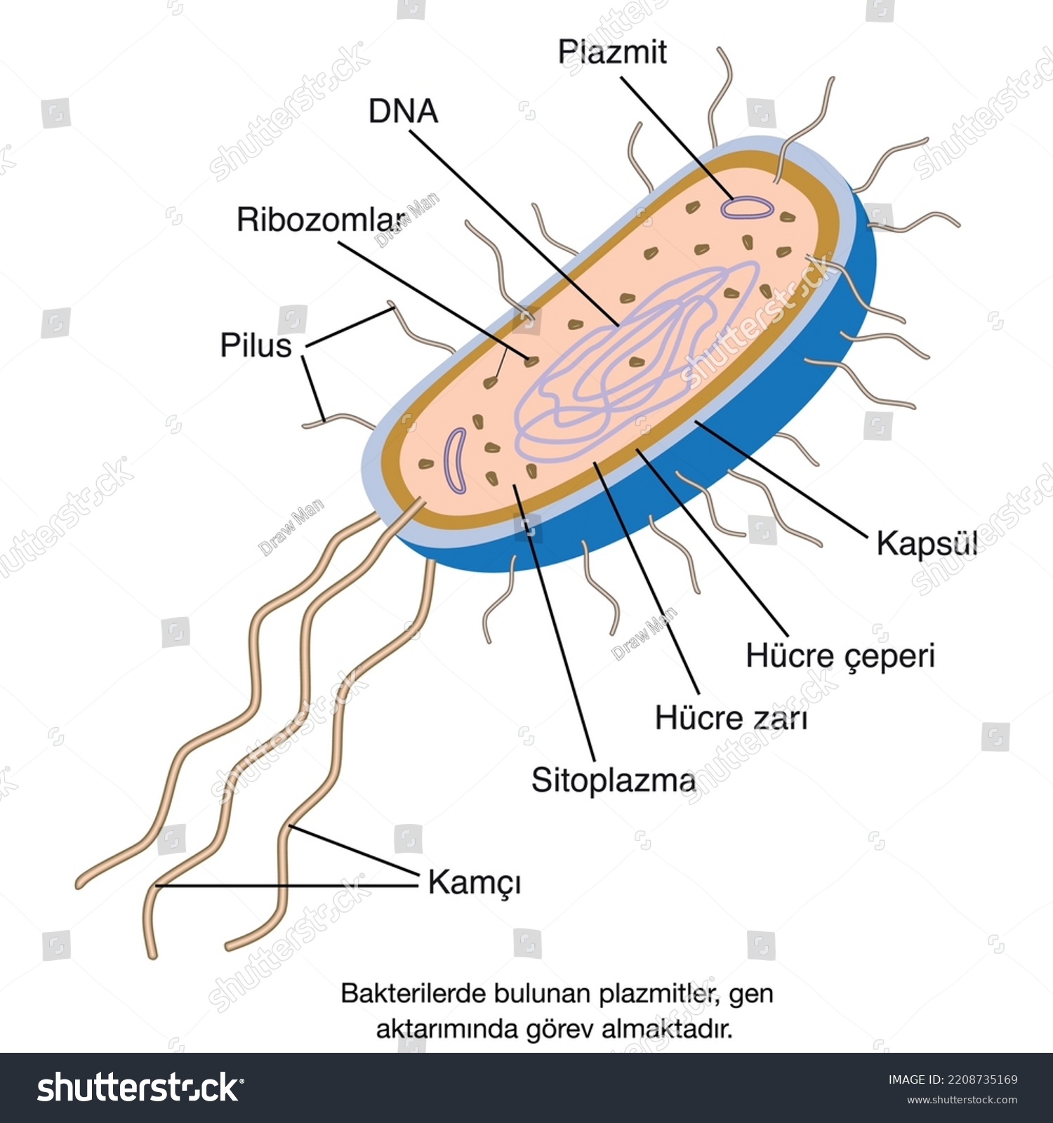 Bacterial Cell Anatomy Labeling Constructs On Stock Vector Royalty