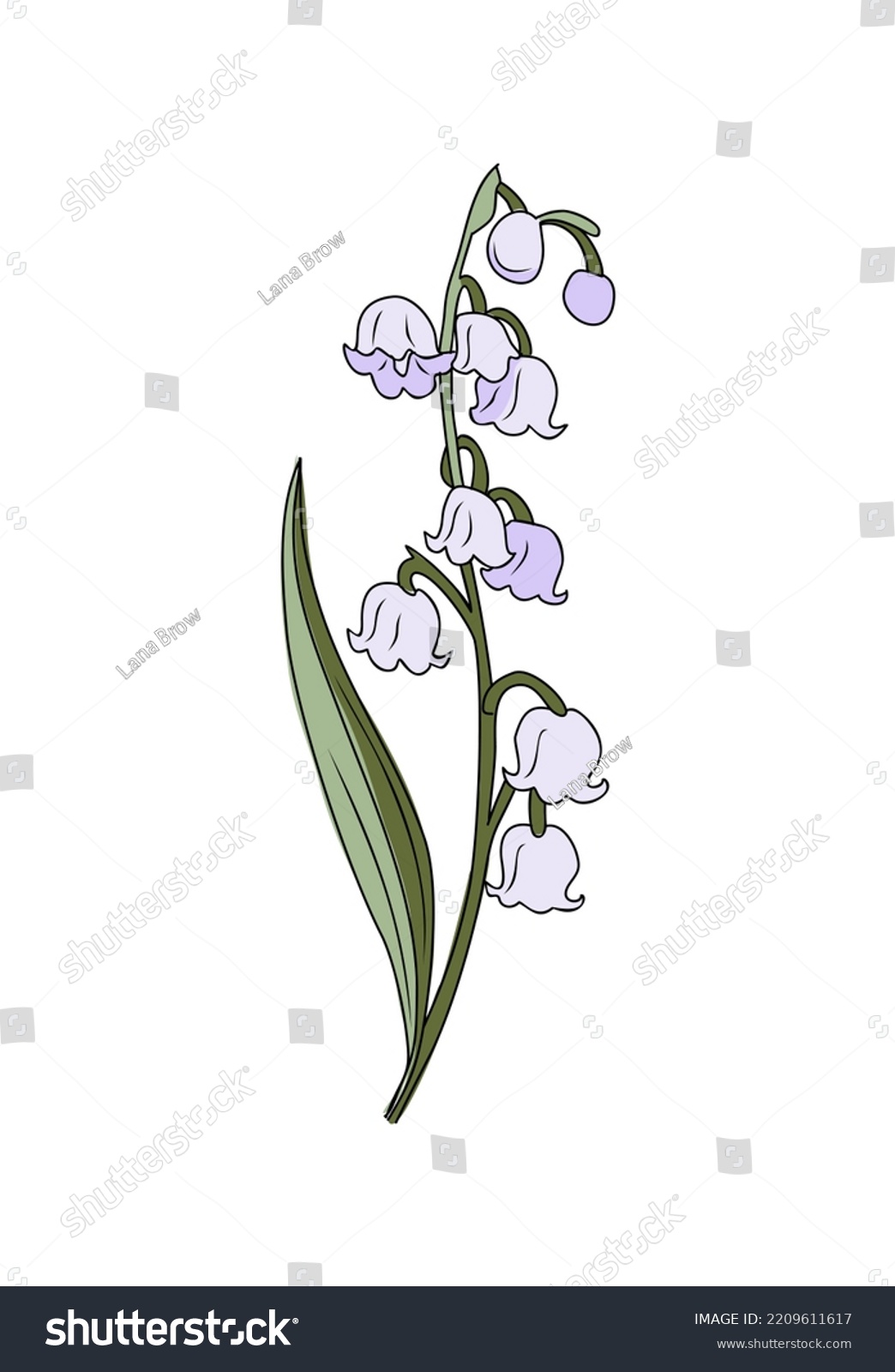 May Birth Month Flower Lily Valley Stock Vector Royalty Free