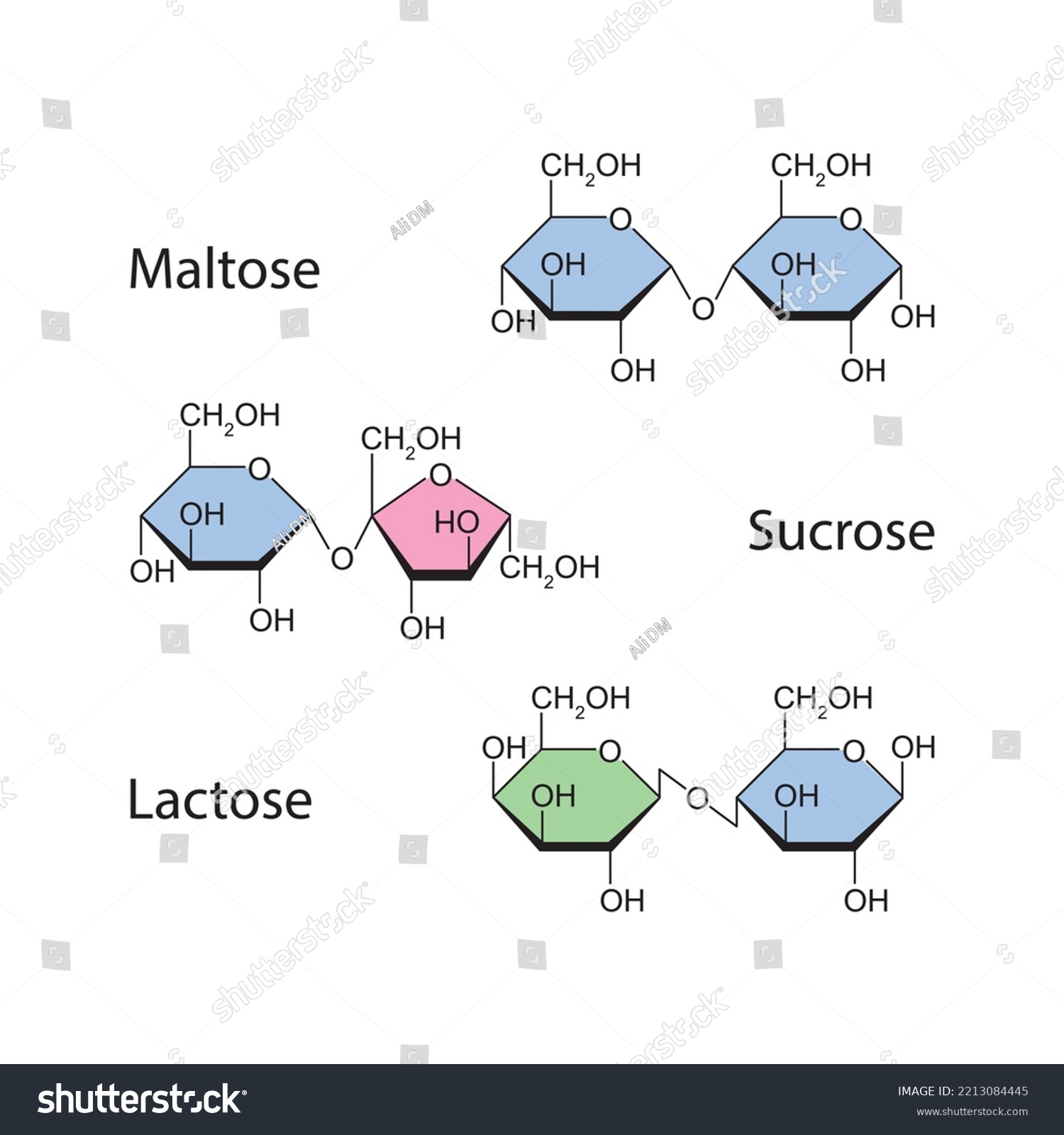 Chemical Illustration Disaccharides Maltose Sucrose Lactose Stock