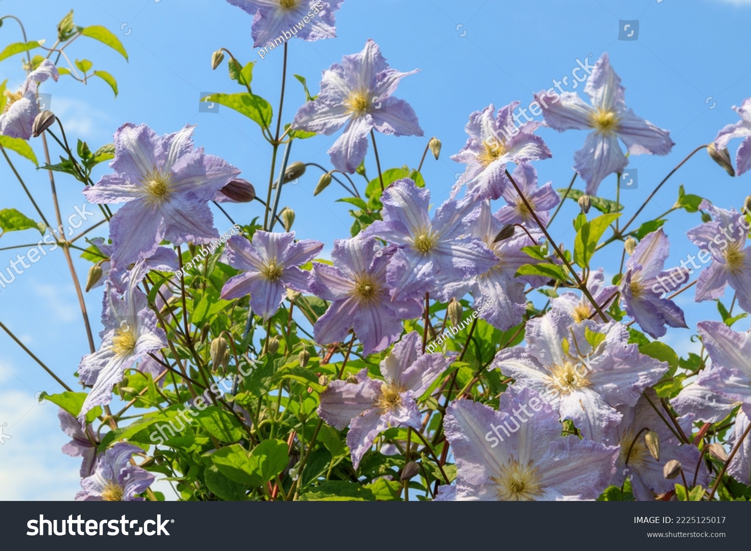 Pale Blue Clematis Blue Angel Blekitny Stock Photo