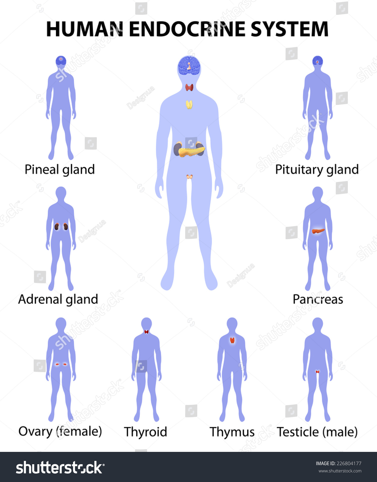 Vektor Stok Human Endocrine System Human Silhouette Endocrine Tanpa