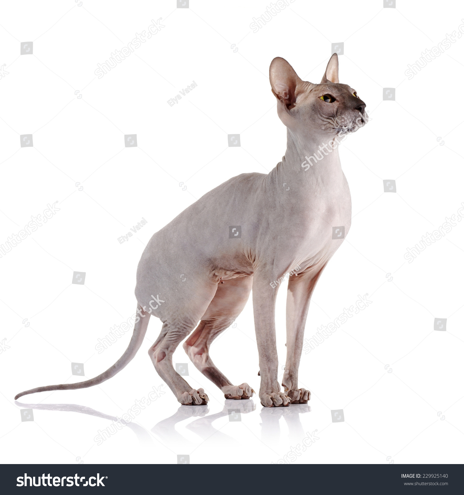 Bald Cat Cat Breed Sphinx Naked Stock Photo 229925140 Shutterstock