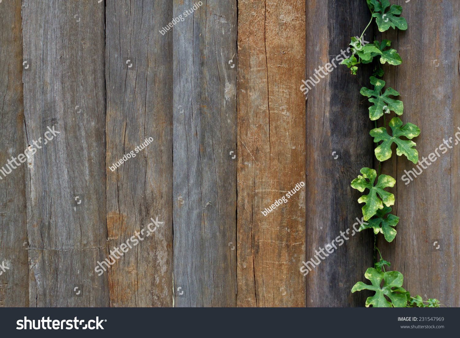 Leaf Plant Over Wood Fence Background Stock Photo 231547969 Shutterstock