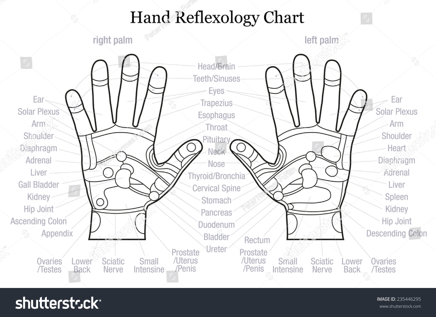 Free chart sexual hand reflexology