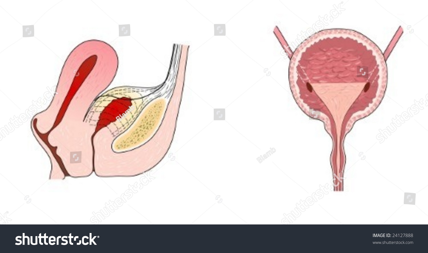 Bladder Anatomy Relation Uterus Stock Vector Royalty Free