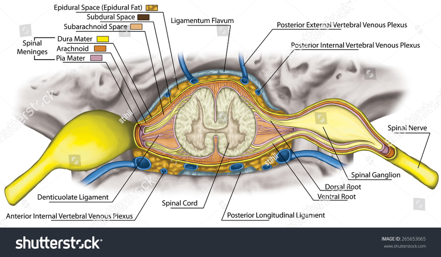 Herbs penetrate nerves spinal cord